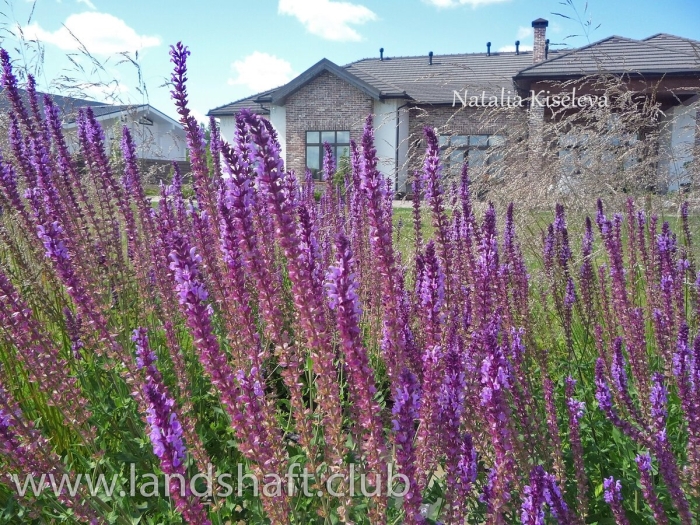 Шалфей дубравный аметист