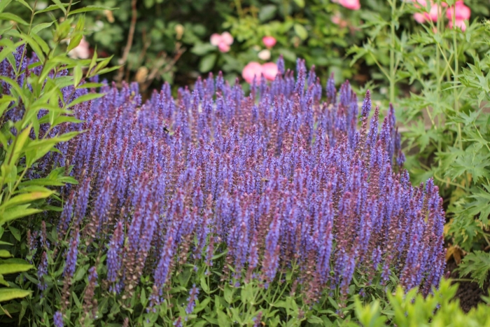 Шалфей дубравный blauhugel