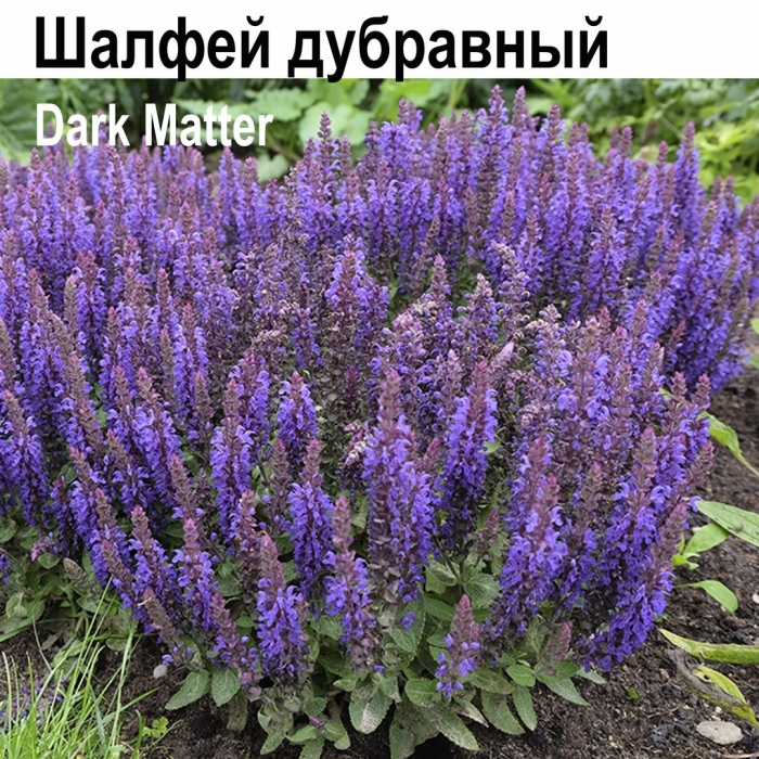 Шалфей дубравный блю