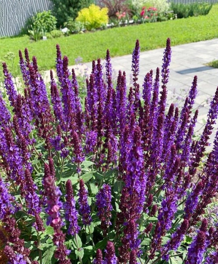 Шалфей дубравный salvia nemorosa
