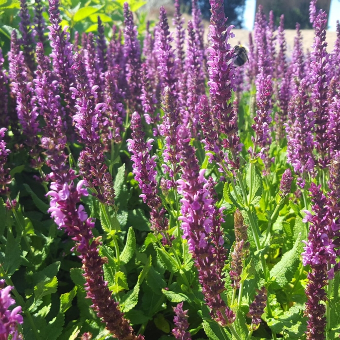 Шалфей дубравный 'pink beauty'