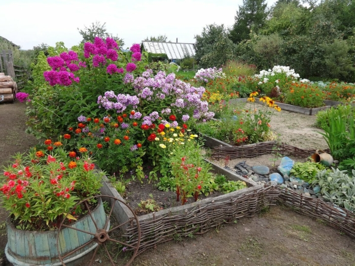 Клумба флоксы астильба хризантемы