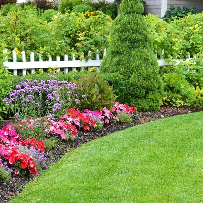 Ель канадская conica