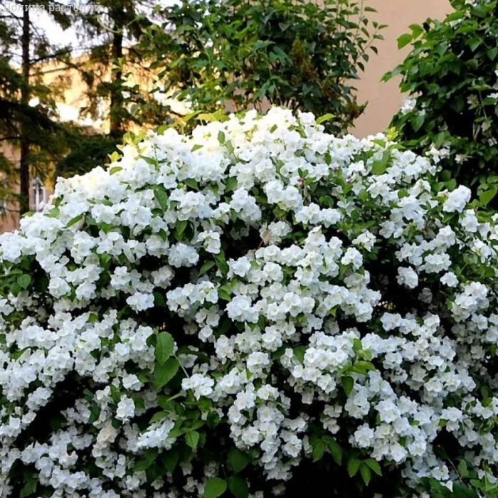 Жасмин чубушник вирджинал