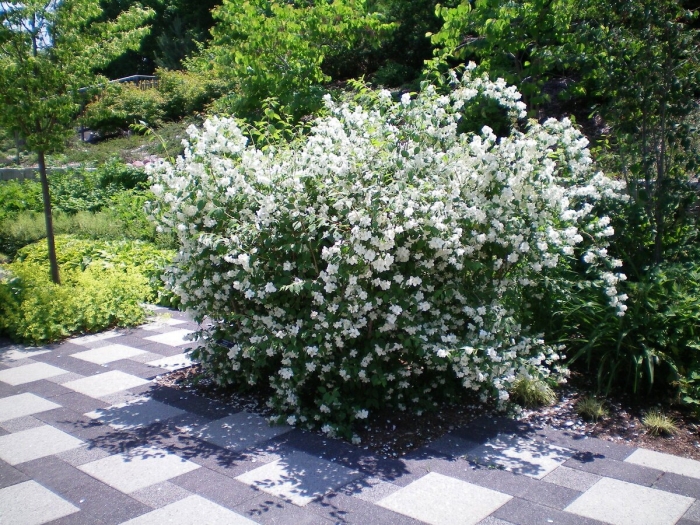 Чубушник снежная буря