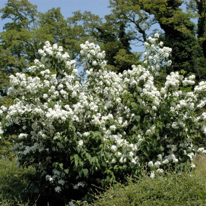Чубушник садовый жасмин