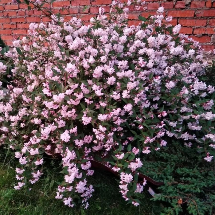 Дейция пурпурная калмифлора