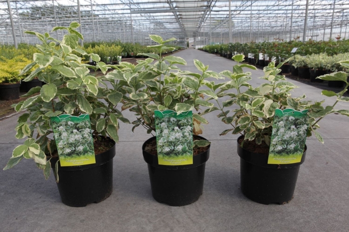 Чубушник венечный вариегата