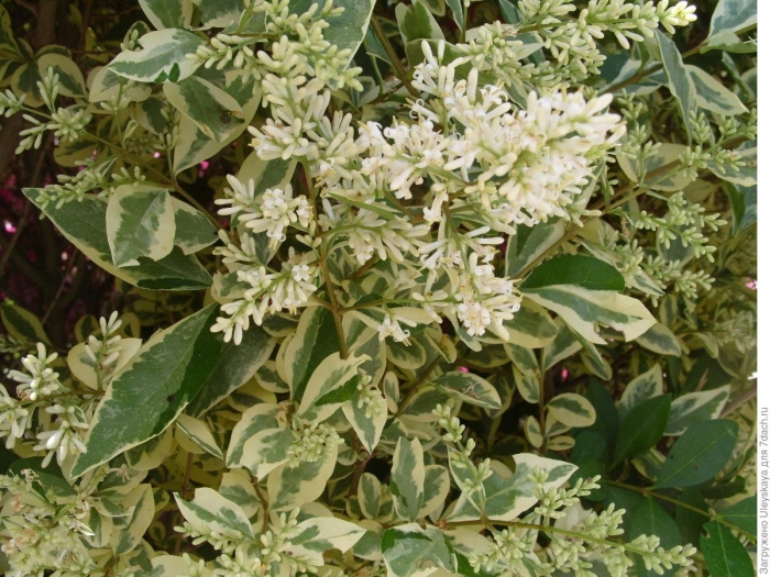 Бирючина вариегата