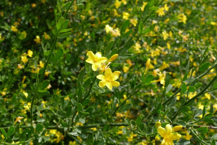 Жасмин желтый кустарниковый