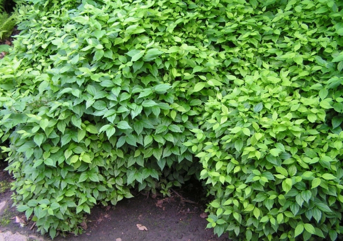 Чубушник венечный гном