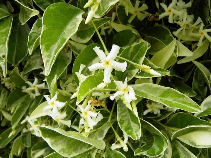 Trachelospermum jasminoides