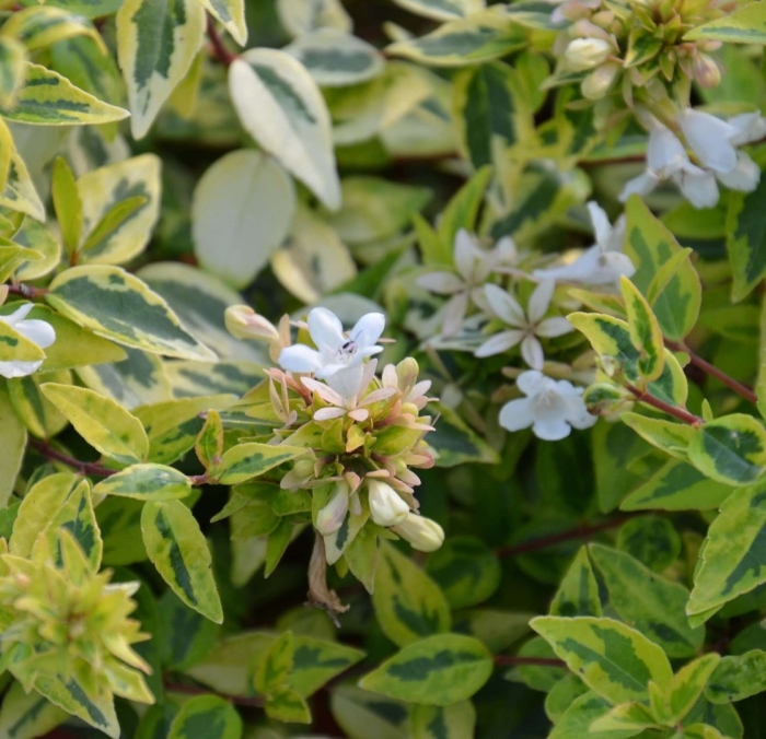 Абелия крупноцветковая калейдоскоп