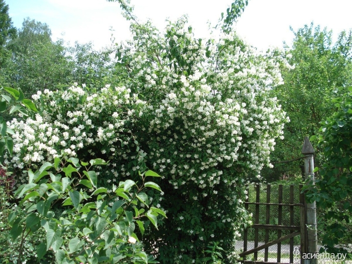 Чубушник калина жасмин