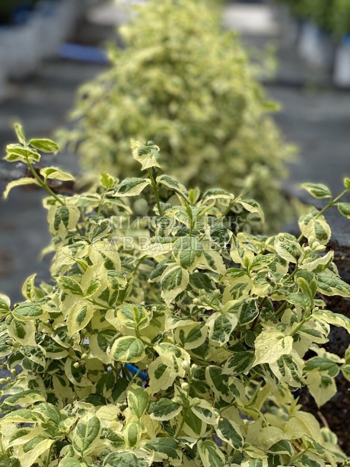 Чубушник вариегатус