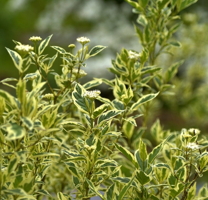 Дёрен элегантиссима