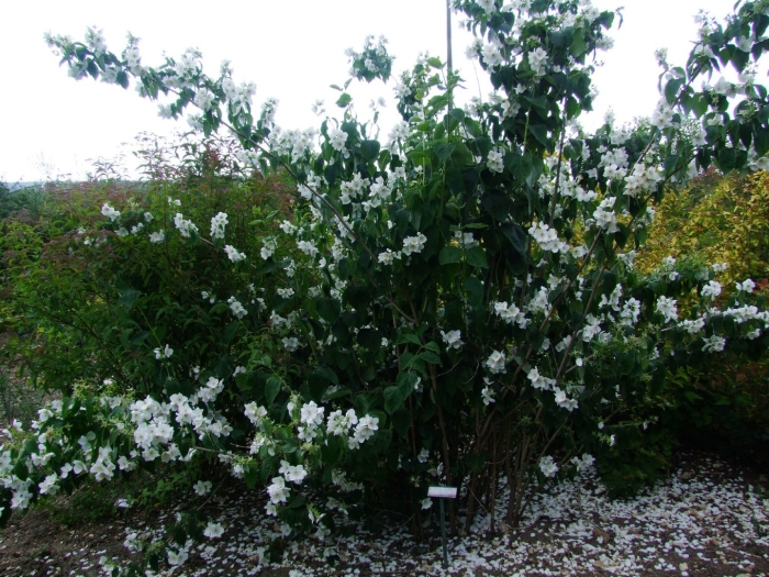 Чубушник тонколистный