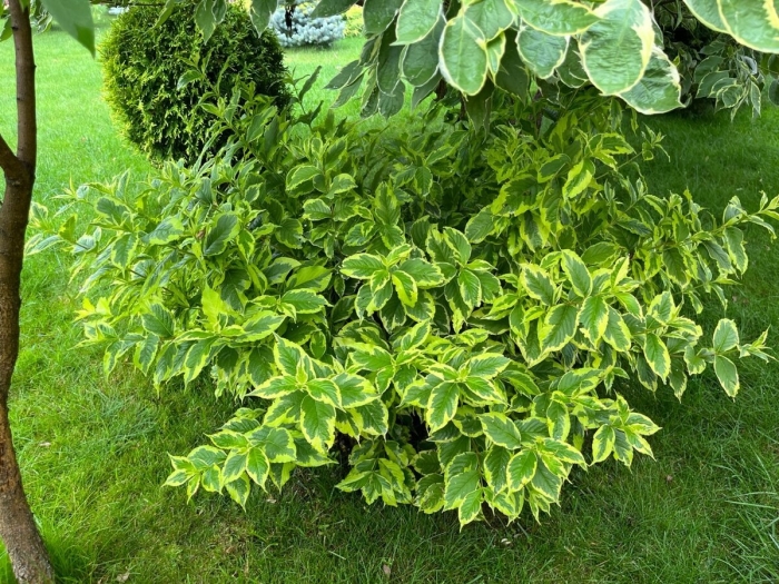 Дерен белый шпета