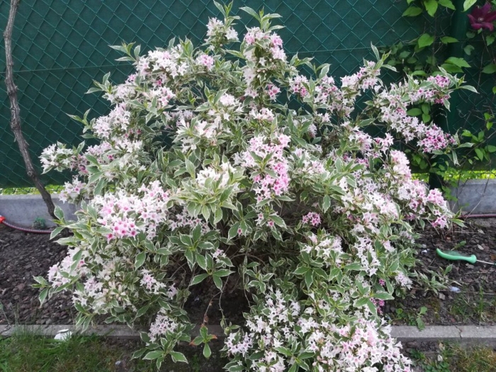 Вейгела кустарник нана вариегата