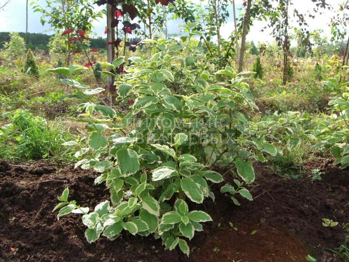 Сныть обыкновенная вариегата