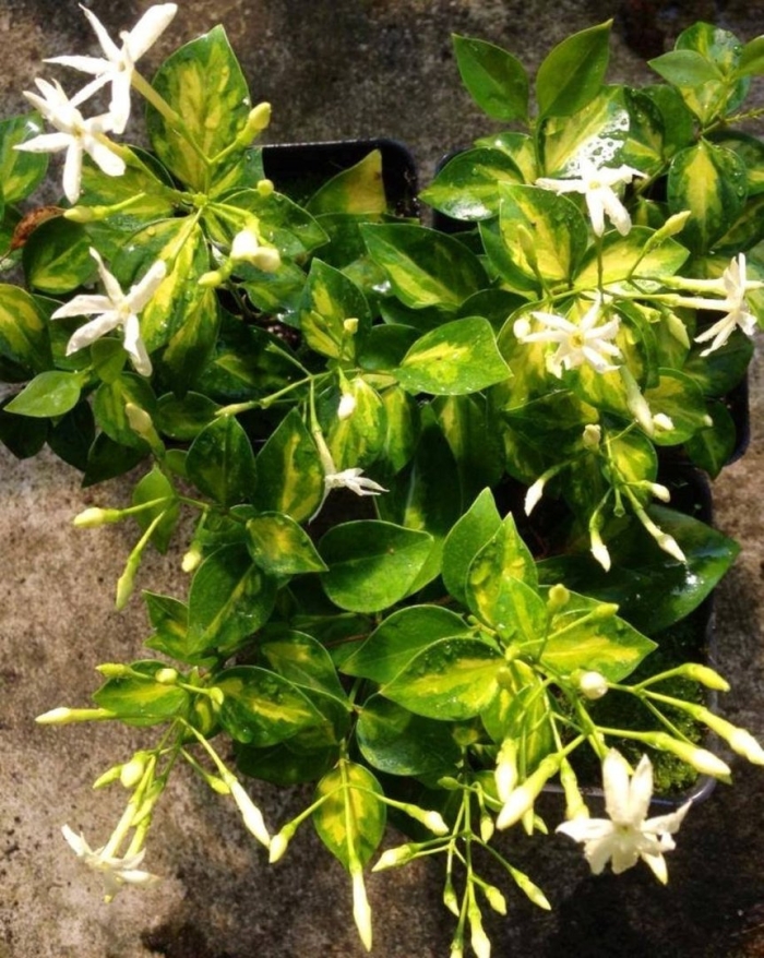 Жасмин звездчатый: трахелоспермум жасминовидный