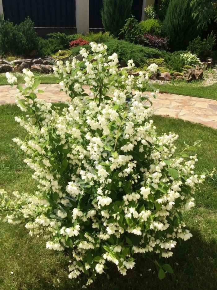 Жасмин чубушник