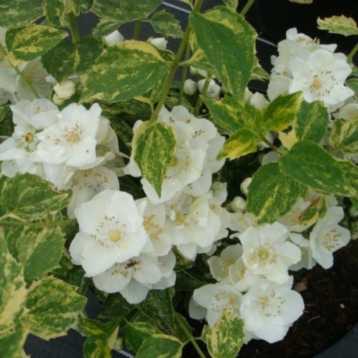 Чубушник инносенс