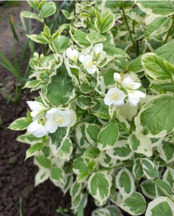 Чубушник жирандоль