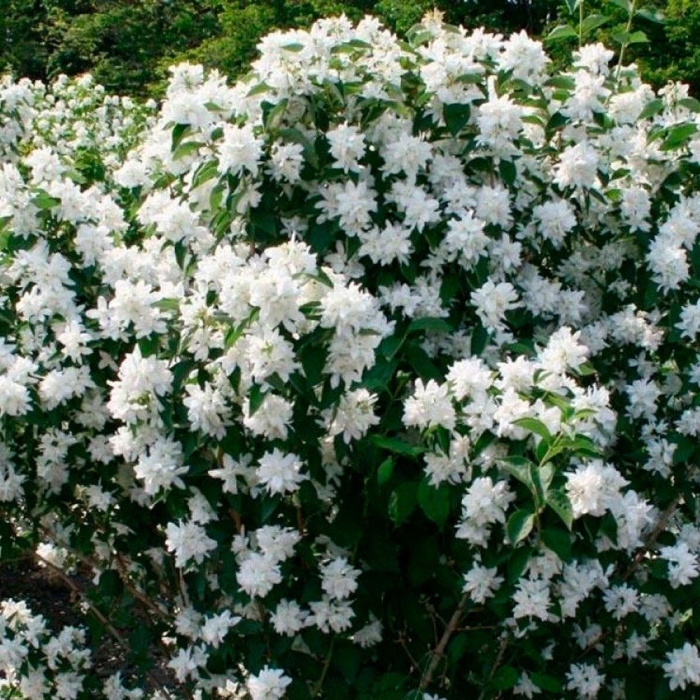 Жасмин чубушник комсомолец