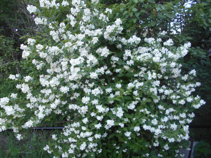 Жасмин (чубушник): эльбрус