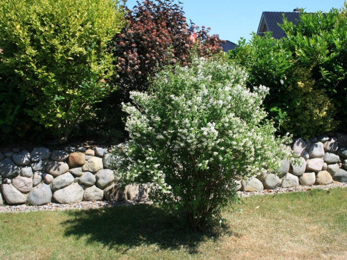 Чубушник (жасмин) эректус