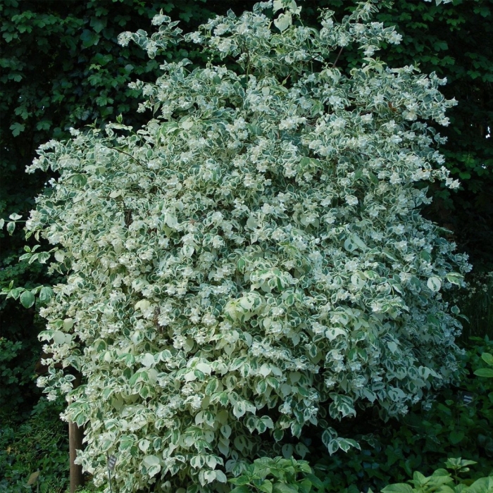 Дерен cornus alba argenteomarginata