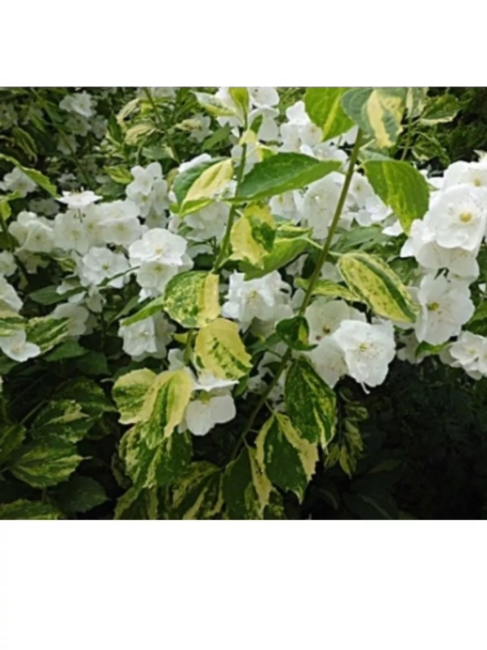 Жасмин инносенс