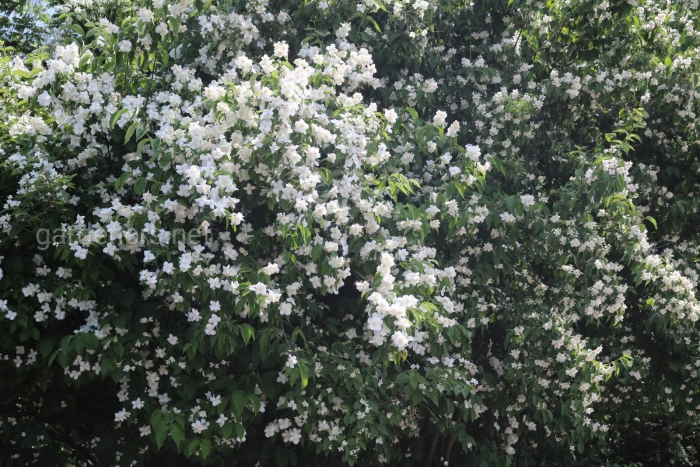 Куст чубушник