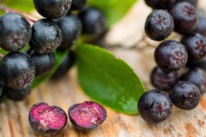 Черноплодка арония