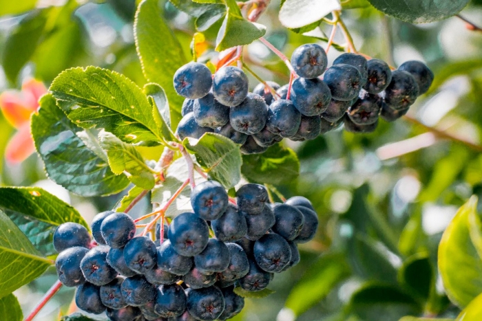 Арония черноплодная «неро»