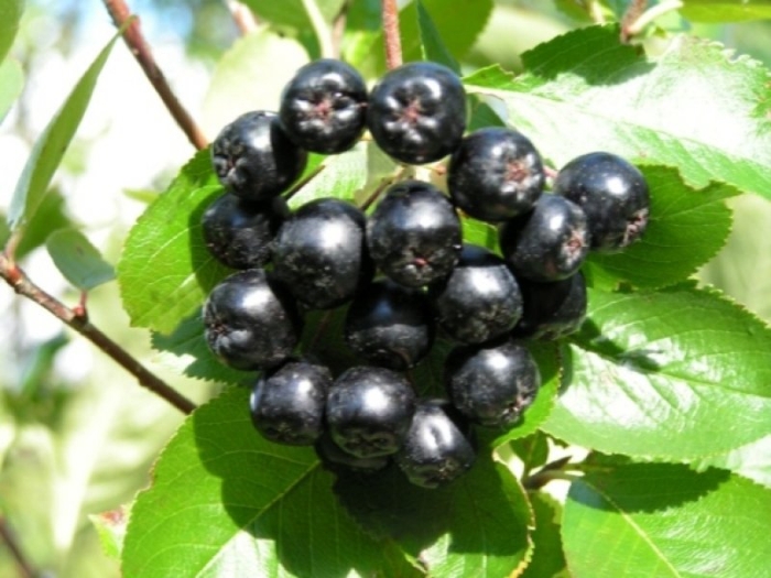 Рябина черноплодная вениса