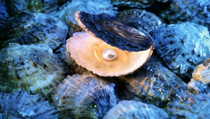 Морская жемчужница моллюск