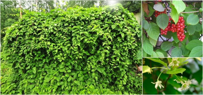 Лимонник лиана