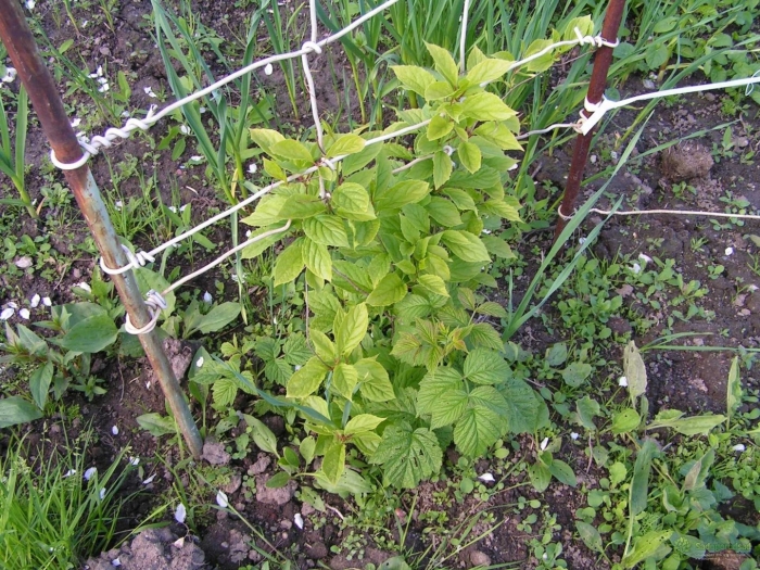 Саженцы лимонник китайский