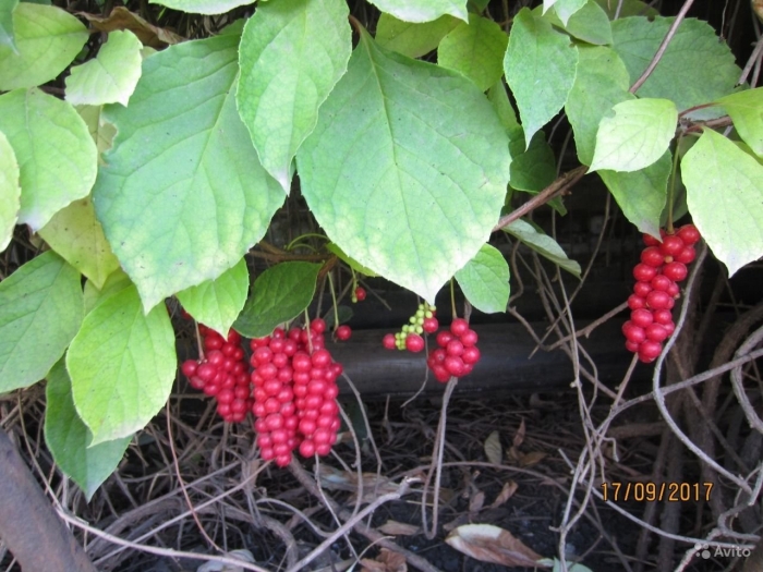 Лимонник дальневосточный растение