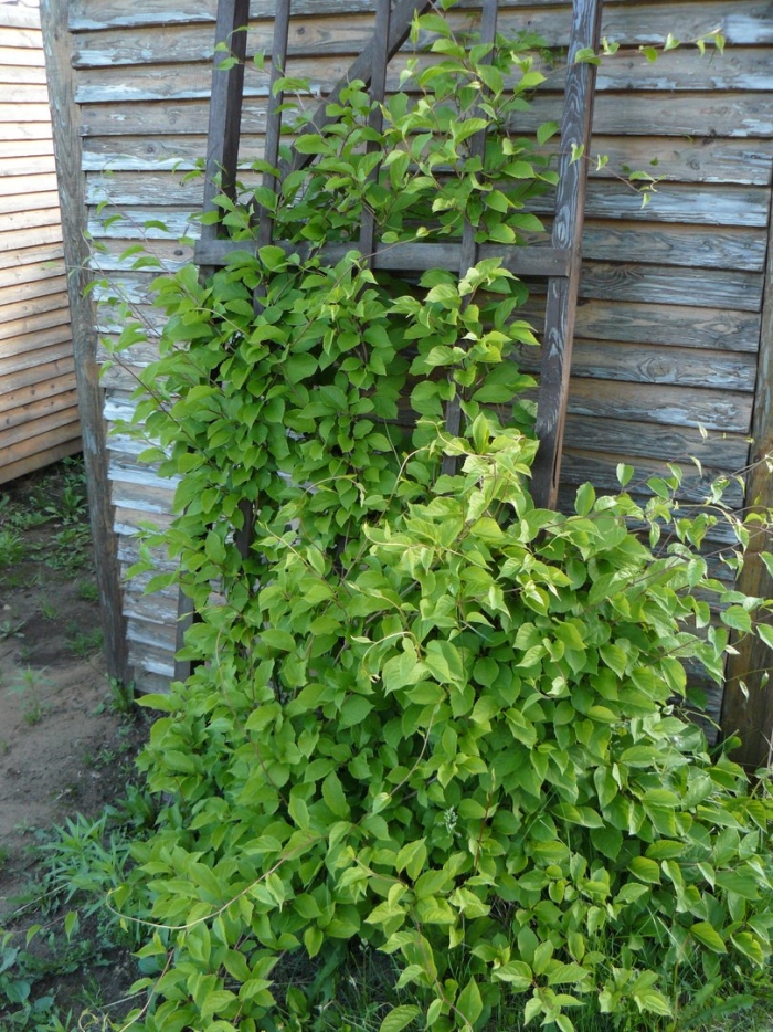 Лимонник китайский на даче