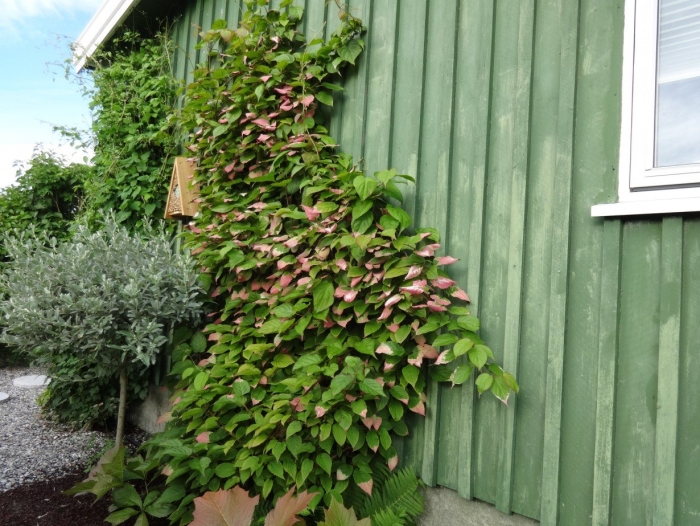 Коломикта актинидия