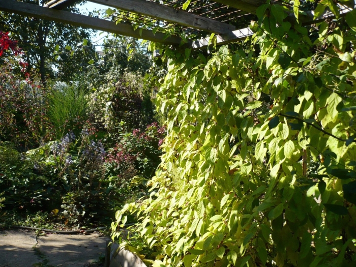 Актинидия коломикта на перголе