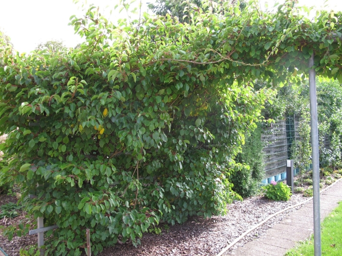 Актинидии аргута