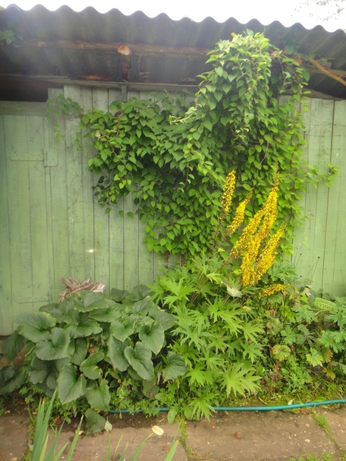 Бузульник пржевальского рокет