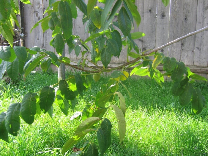 Орех маньчжурский juglans mandshurica