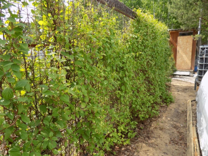 Лимонник огородный