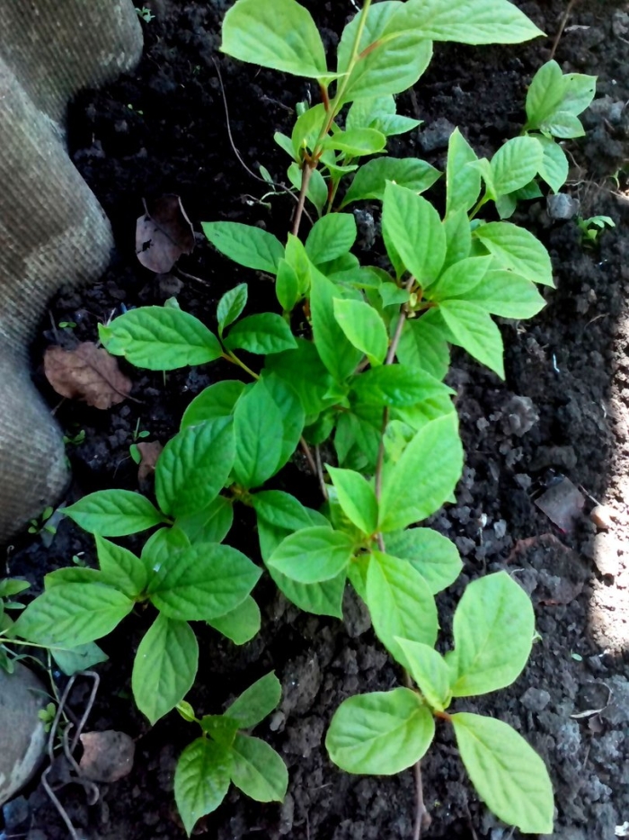 Лимонник китайский росток