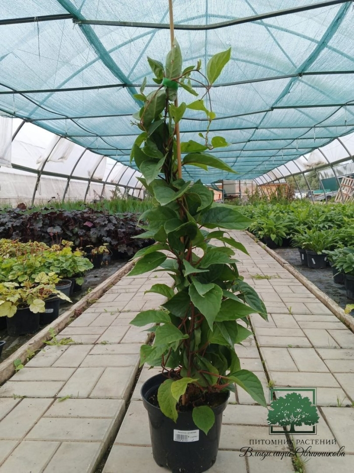 Актинидия коломикта саженцы